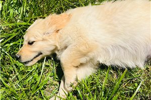April - Golden Retriever for sale