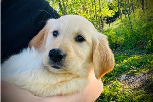 Amelia - Golden Retriever for sale