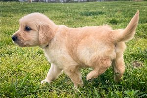 Asher - Golden Retriever for sale