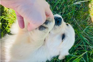 April - Golden Retriever for sale