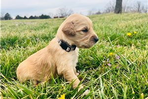 Alec - puppy for sale