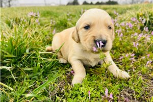 Amelia - Golden Retriever for sale