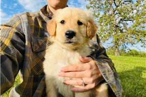Augustus - Golden Retriever for sale
