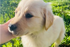 Armand - Golden Retriever for sale