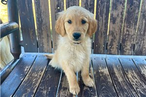 Jerry - puppy for sale