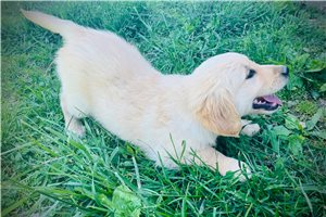 Allyson - Golden Retriever for sale