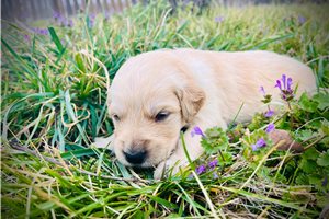 Ajax - puppy for sale