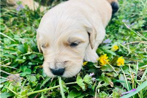 Autumn - puppy for sale