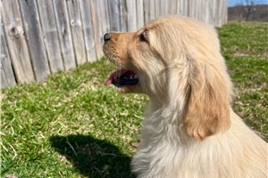 Jeb - puppy for sale