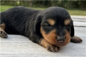 Andrew - puppy for sale