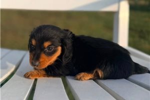 Andrew - Mini Dachshund for sale