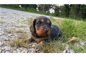 Amina - Dachshund, Mini for sale