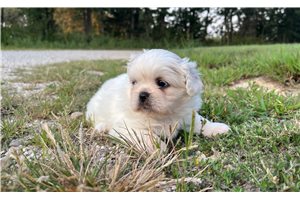 Cassie - Pekingese for sale