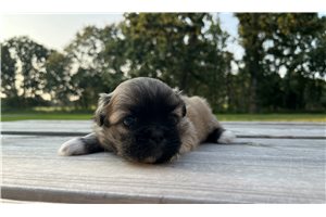 Chloe - Pekingese for sale