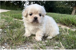 Evie - Pekingese for sale