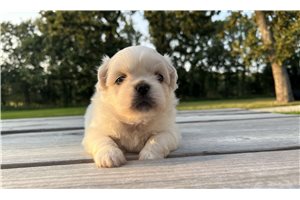 Cassie - Pekingese for sale