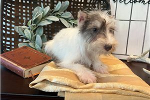 Sebastian - Schnauzer, Miniature for sale