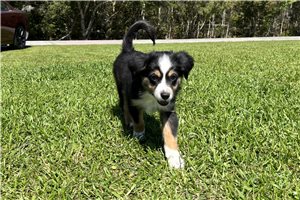 Sutton - puppy for sale
