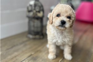 Lily - Poodle, Toy for sale