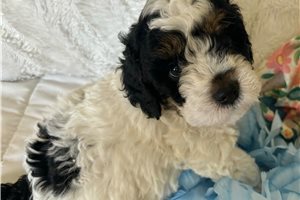 Weiser - puppy for sale