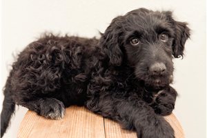 Brophy - Aussiedoodle for sale