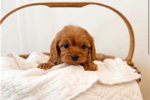 Julia - Cavapoo for sale