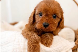 Jordan - puppy for sale