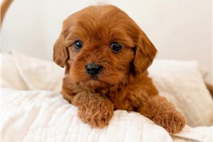 Jack - puppy for sale