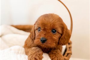 Jordan - puppy for sale