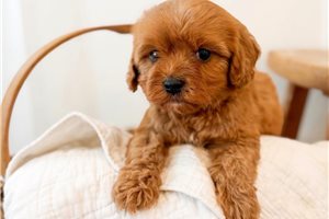 Johnny - Cavapoo for sale