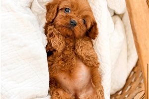 Jess - puppy for sale