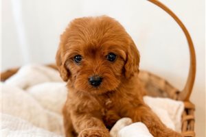 June - Cavapoo for sale