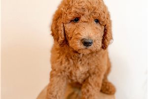 Britt - Goldendoodle for sale