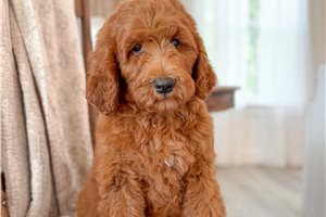 Brielle - Goldendoodle for sale