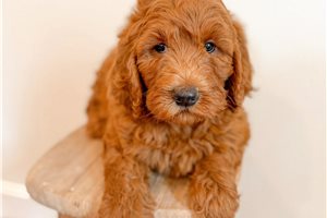 Brielle - Goldendoodle for sale