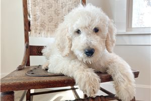 Josie - puppy for sale