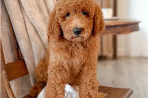 Britt - Goldendoodle for sale