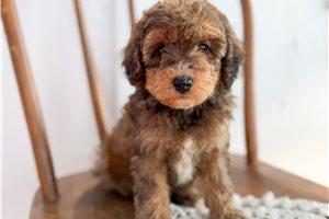 Christian - puppy for sale