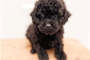 Franklin - Bernedoodle, Mini for sale