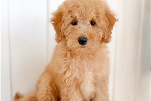Chuck - Mini Bernedoodle for sale