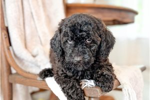 Anastasia - Bernedoodle, Mini for sale