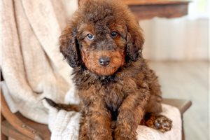Arch - Bernedoodle, Mini for sale