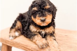 Foster - puppy for sale