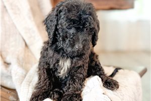 Amor - Bernedoodle, Mini for sale