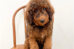 Arch - Bernedoodle, Mini for sale