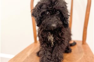 Amor - Bernedoodle, Mini, placed in Springfield