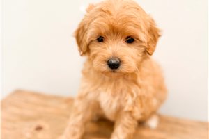 Freya - Bernedoodle, Mini for sale