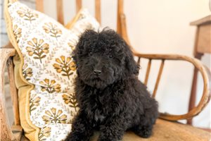 Franklin - Bernedoodle, Mini for sale