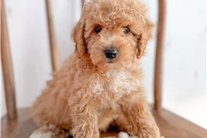 Coral - puppy for sale