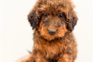 Elton - puppy for sale
